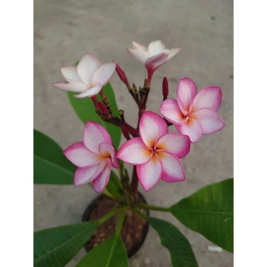 Cây Sứ Đại Đỏ Ấn Độ - Cây Cảnh Đẹp, Giá Khuyến Mãi 86.000 VND, Giảm 17% 5