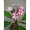 Cây Sứ Đại Đỏ Ấn Độ - Cây Cảnh Đẹp, Giá Khuyến Mãi 86.000 VND, Giảm 17% 6