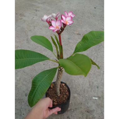 Cây Sứ Đại Đỏ Ấn Độ - Cây Cảnh Đẹp, Giá Khuyến Mãi 86.000 VND, Giảm 17% 7