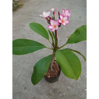 Cây Sứ Đại Đỏ Ấn Độ - Cây Cảnh Đẹp, Giá Khuyến Mãi 86.000 VND, Giảm 17% 8