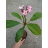 Cây Sứ Đại Đỏ Ấn Độ - Cây Cảnh Đẹp, Giá Khuyến Mãi 86.000 VND, Giảm 17% 9