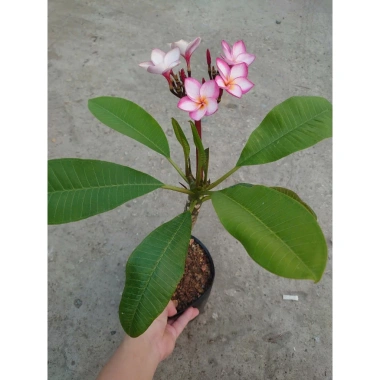 Cây Sứ Đại Đỏ Ấn Độ - Cây Cảnh Đẹp, Giá Khuyến Mãi 86.000 VND, Giảm 17% 9