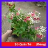Cây Sử Quân Tử đứng - Cây cảnh xanh đẹp sân vườn, giảm giá 45.000đ, giá 56.250đ