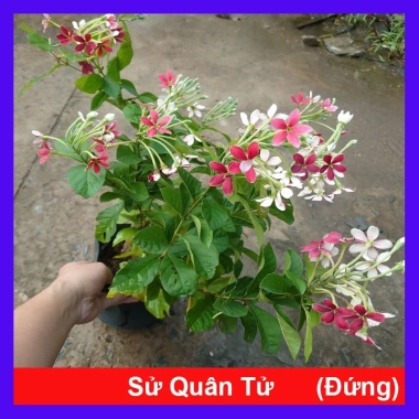 Cây Sử Quân Tử đứng - Cây cảnh xanh đẹp sân vườn, giảm giá 45.000đ, giá 56.250đ