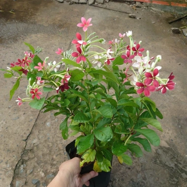 Cây Sử Quân Tử đứng - Cây cảnh xanh đẹp sân vườn, giảm giá 45.000đ, giá 56.250đ