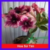 Cây Sứ Thái Kép Hoa Tím - Cây cảnh nội thất, Giá ưu đãi 85.000₫, Lá xanh mượt, Thân mảnh, Tạo không gian xanh