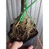 Cây Sứ Thái Kép Hoa Tím - Cây cảnh nội thất, Giá ưu đãi 85.000₫, Lá xanh mượt, Thân mảnh, Tạo không gian xanh 4