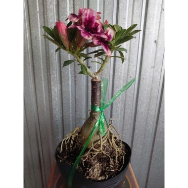 Cây Sứ Thái Kép Hoa Tím - Cây cảnh nội thất, Giá ưu đãi 85.000₫, Lá xanh mượt, Thân mảnh, Tạo không gian xanh 7 Cây Sứ Thái Kép Hoa Tím - Cây cảnh nội thất, Giá ưu đãi 85.000₫, Lá xanh mượt, Thân mảnh, Tạo không gian xanh 7