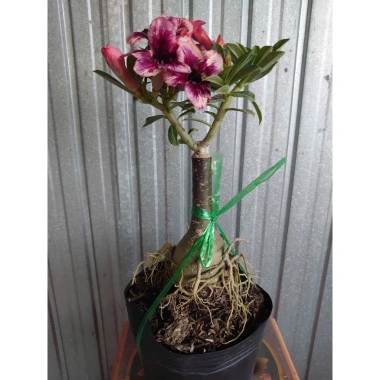Cây Sứ Thái Kép Hoa Tím - Cây cảnh nội thất, Giá ưu đãi 85.000₫, Lá xanh mượt, Thân mảnh, Tạo không gian xanh