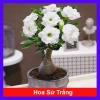 Cây Sứ Thái Kép Hoa Trắng - Cây Cảnh Nội Thất Giá 75.000₫, Dễ Trồng & Thơm Đẹp