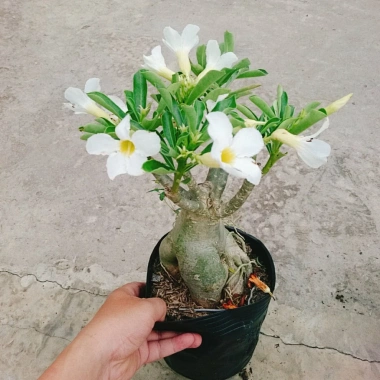 Cây Sứ Thái Kép Hoa Trắng - Cây Cảnh Nội Thất Giá 75.000₫, Dễ Trồng & Thơm Đẹp