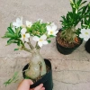 Cây Sứ Thái Kép Hoa Trắng - Cây Cảnh Nội Thất Giá 75.000₫, Dễ Trồng & Thơm Đẹp 3