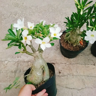 Cây Sứ Thái Kép Hoa Trắng - Cây Cảnh Nội Thất Giá 75.000₫, Dễ Trồng & Thơm Đẹp 3 Cây Sứ Thái Kép Hoa Trắng - Cây Cảnh Nội Thất Giá 75.000₫, Dễ Trồng & Thơm Đẹp 3