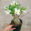 Cây Sứ Thái Kép Hoa Trắng - Cây Cảnh Nội Thất Giá 75.000₫, Dễ Trồng & Thơm Đẹp 4