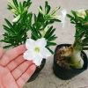 Cây Sứ Thái Kép Hoa Trắng - Cây Cảnh Nội Thất Giá 75.000₫, Dễ Trồng & Thơm Đẹp 5