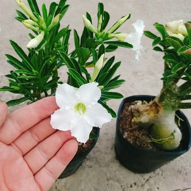 Cây Sứ Thái Kép Hoa Trắng - Cây Cảnh Nội Thất Giá 75.000₫, Dễ Trồng & Thơm Đẹp