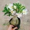 Cây Sứ Thái Kép Hoa Trắng - Cây Cảnh Nội Thất Giá 75.000₫, Dễ Trồng & Thơm Đẹp 6