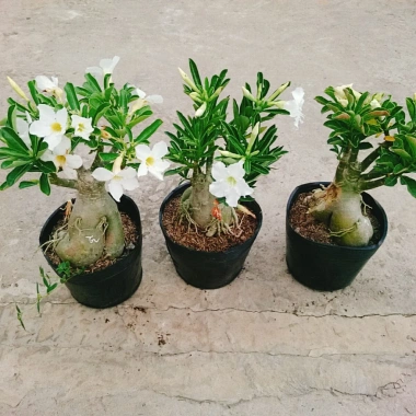 Cây Sứ Thái Kép Hoa Trắng - Cây Cảnh Nội Thất Giá 75.000₫, Dễ Trồng & Thơm Đẹp