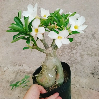 Cây Sứ Thái Kép Hoa Trắng - Cây Cảnh Nội Thất Giá 75.000₫, Dễ Trồng & Thơm Đẹp