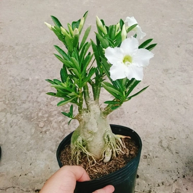 Cây Sứ Thái Kép Hoa Trắng - Cây Cảnh Nội Thất Giá 75.000₫, Dễ Trồng & Thơm Đẹp 9 Cây Sứ Thái Kép Hoa Trắng - Cây Cảnh Nội Thất Giá 75.000₫, Dễ Trồng & Thơm Đẹp 9