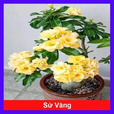 Cây Sứ Thái Kép Hoa Vàng - Cây cảnh trong nhà, Giá ưu đãi 75.000₫