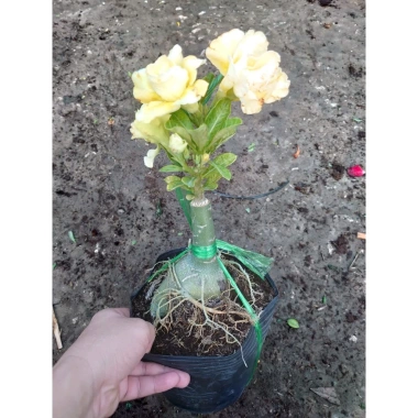 Cây Sứ Thái Kép Hoa Vàng - Cây cảnh trong nhà, Giá ưu đãi 75.000₫ 2 Cây Sứ Thái Kép Hoa Vàng - Cây cảnh trong nhà, Giá ưu đãi 75.000₫ 2