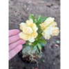 Cây Sứ Thái Kép Hoa Vàng - Cây cảnh trong nhà, Giá ưu đãi 75.000₫ 3