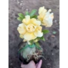 Cây Sứ Thái Kép Hoa Vàng - Cây cảnh trong nhà, Giá ưu đãi 75.000₫ 4