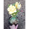 Cây Sứ Thái Kép Hoa Vàng - Cây cảnh trong nhà, Giá ưu đãi 75.000₫ 5