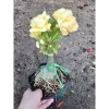 Cây Sứ Thái Kép Hoa Vàng - Cây cảnh trong nhà, Giá ưu đãi 75.000₫ 6
