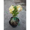 Cây Sứ Thái Kép Hoa Vàng - Cây cảnh trong nhà, Giá ưu đãi 75.000₫ 8