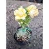 Cây Sứ Thái Kép Hoa Vàng - Cây cảnh trong nhà, Giá ưu đãi 75.000₫ 9