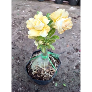 Cây Sứ Thái Kép Hoa Vàng - Cây cảnh trong nhà, Giá ưu đãi 75.000₫