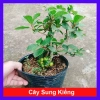 Cây Sung Ta - Cây cảnh trong nhà, giảm 18% chỉ 85.000₫, không cần ánh sáng mạnh