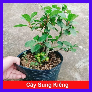 Cây Sung Ta - Cây cảnh trong nhà, giảm 18% chỉ 85.000₫, không cần ánh sáng mạnh