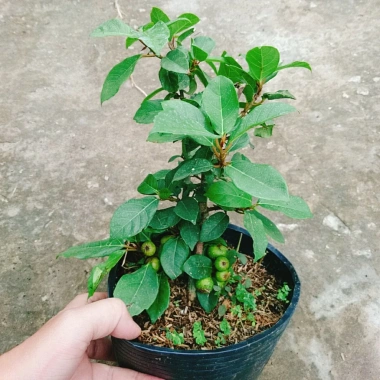 Cây Sung Ta - Cây cảnh trong nhà, giảm 18% chỉ 85.000₫, không cần ánh sáng mạnh
