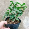 Cây Sung Ta - Cây cảnh trong nhà, giảm 18% chỉ 85.000₫, không cần ánh sáng mạnh 3
