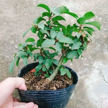 Cây Sung Ta - Cây cảnh trong nhà, giảm 18% chỉ 85.000₫, không cần ánh sáng mạnh