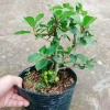 Cây Sung Ta - Cây cảnh trong nhà, giảm 18% chỉ 85.000₫, không cần ánh sáng mạnh 4