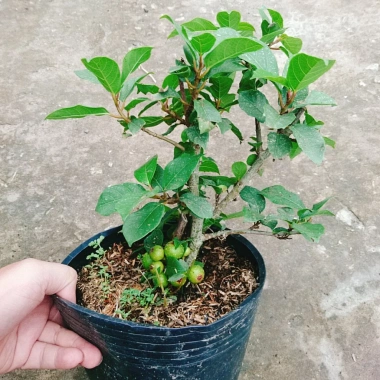 Cây Sung Ta - Cây cảnh trong nhà, giảm 18% chỉ 85.000₫, không cần ánh sáng mạnh 4 Cây Sung Ta - Cây cảnh trong nhà, giảm 18% chỉ 85.000₫, không cần ánh sáng mạnh 4