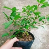 Cây Sung Ta - Cây cảnh trong nhà, giảm 18% chỉ 85.000₫, không cần ánh sáng mạnh 5