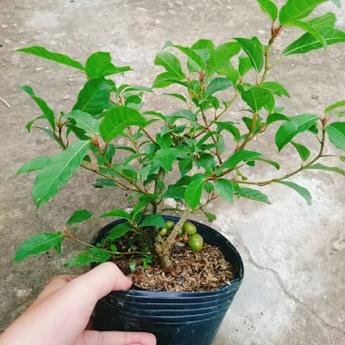 Cây Sung Ta - Cây cảnh trong nhà, giảm 18% chỉ 85.000₫, không cần ánh sáng mạnh 5 Cây Sung Ta - Cây cảnh trong nhà, giảm 18% chỉ 85.000₫, không cần ánh sáng mạnh 5
