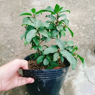 Cây Sung Ta - Cây cảnh trong nhà, giảm 18% chỉ 85.000₫, không cần ánh sáng mạnh
