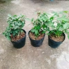 Cây Sung Ta - Cây cảnh trong nhà, giảm 18% chỉ 85.000₫, không cần ánh sáng mạnh 7