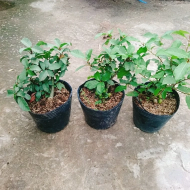 Cây Sung Ta - Cây cảnh trong nhà, giảm 18% chỉ 85.000₫, không cần ánh sáng mạnh 7 Cây Sung Ta - Cây cảnh trong nhà, giảm 18% chỉ 85.000₫, không cần ánh sáng mạnh 7