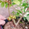 Cây Sung Ta - Cây cảnh trong nhà, giảm 18% chỉ 85.000₫, không cần ánh sáng mạnh 8
