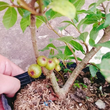 Cây Sung Ta - Cây cảnh trong nhà, giảm 18% chỉ 85.000₫, không cần ánh sáng mạnh