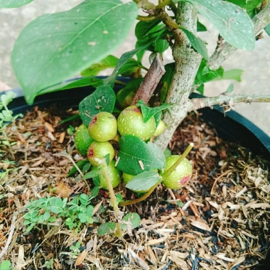 Cây Sung Ta - Cây cảnh trong nhà, giảm 18% chỉ 85.000₫, không cần ánh sáng mạnh