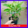 Cây sung ta siêu trái - Cây cảnh trong nhà, tán lá xanh mượt, giá chỉ 85.000₫