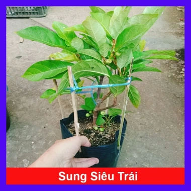 Cây sung ta siêu trái - Cây cảnh trong nhà, tán lá xanh mượt, giá chỉ 85.000₫
